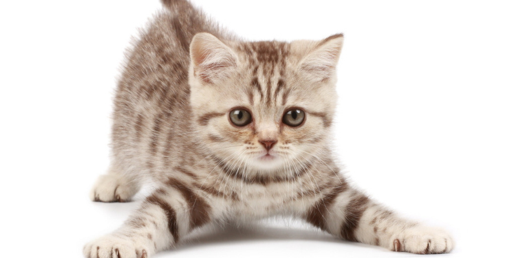 Imagem do fornecedor