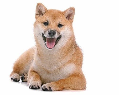 Imagem do fornecedor