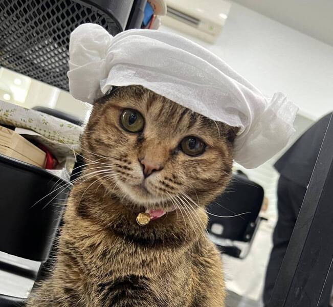 Imagem do fornecedor